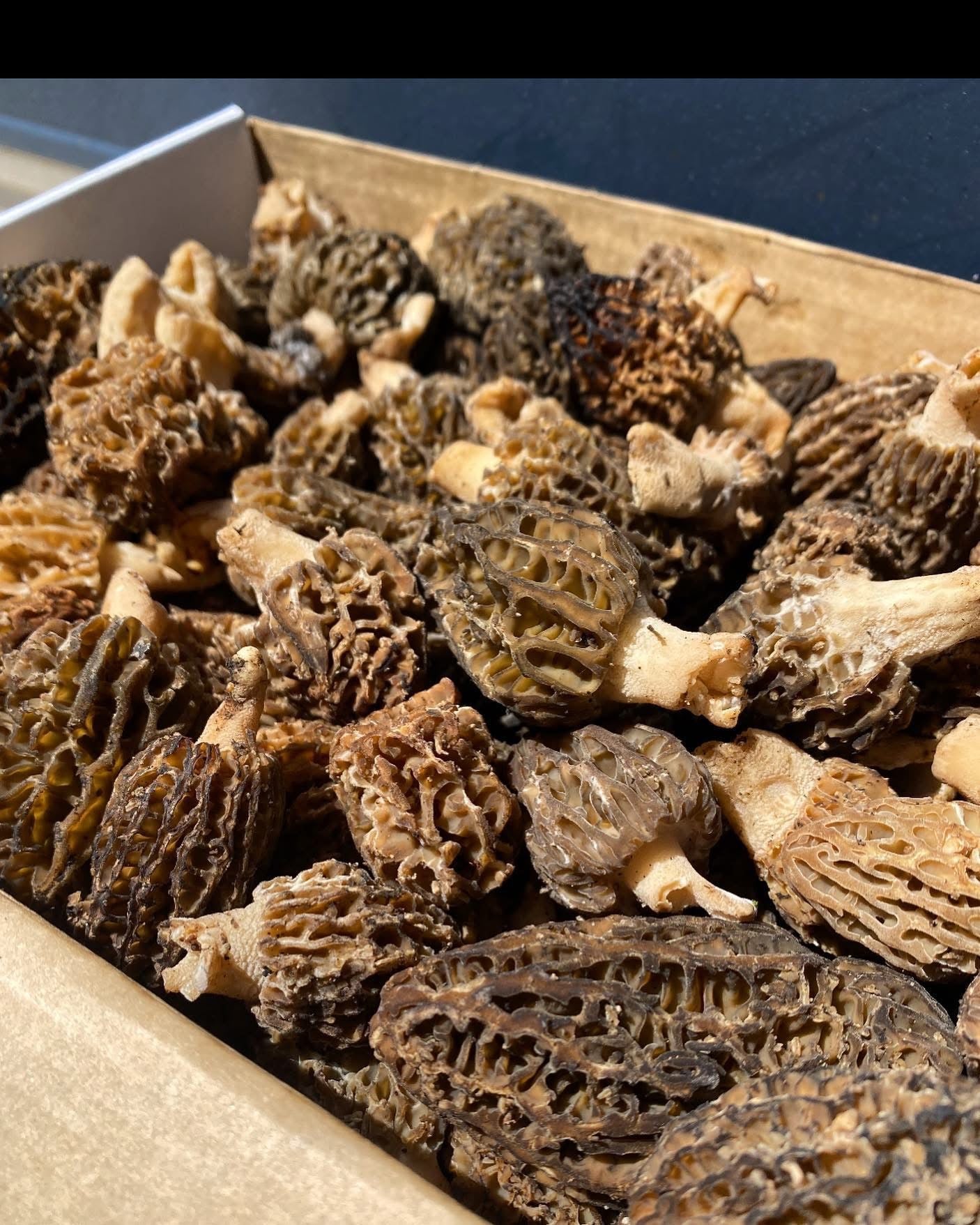 Fresh Wild Morel Mushrooms