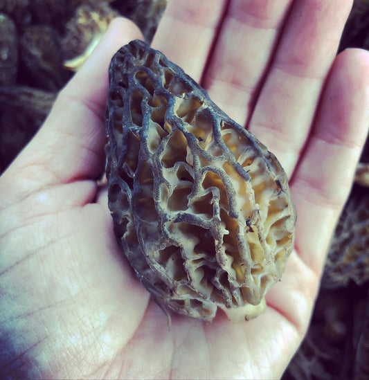 Fresh Wild Morel Mushrooms