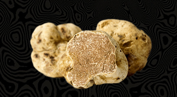 Fresh White (Alba) European Truffle