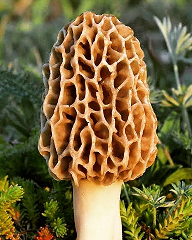 Fresh Wild Morel Mushrooms