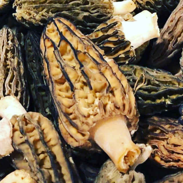 Fresh Wild Morel Mushrooms