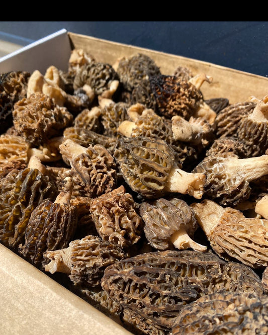 Fresh Wild Morel Mushrooms
