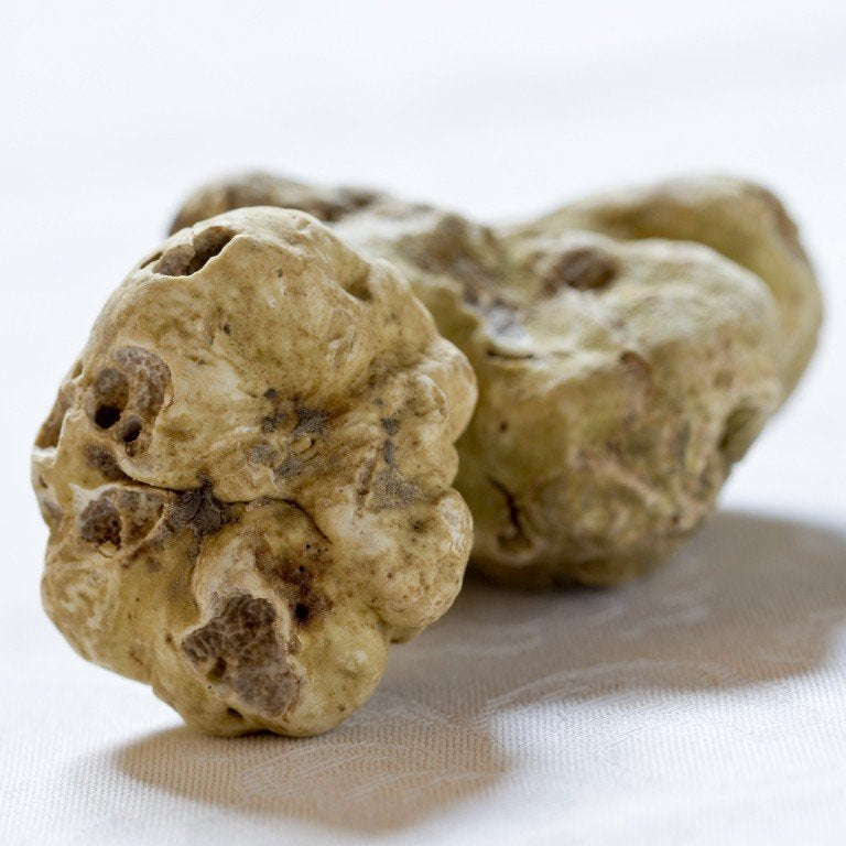 Fresh White (Alba) European Truffle
