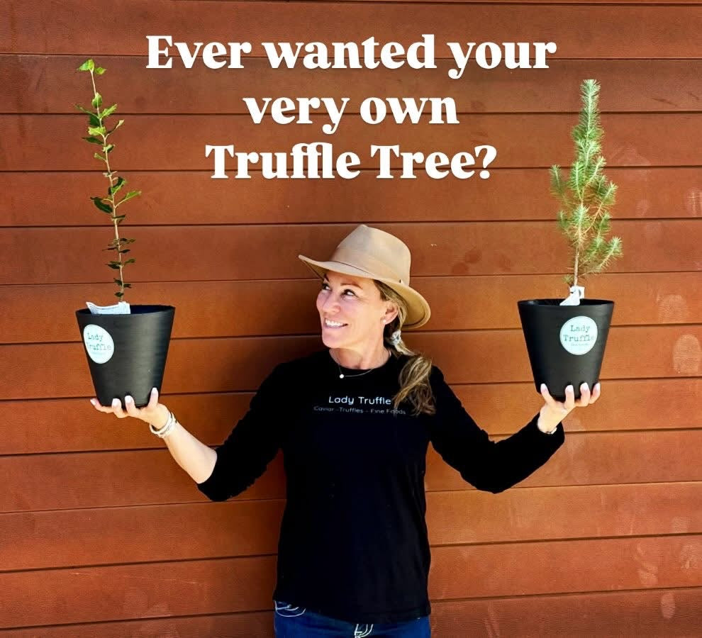 Stone Pine Truffle Tree inoculated with (Bianchetto) Spring White Truffle