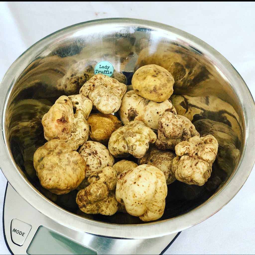 Fresh White (Alba) European Truffle