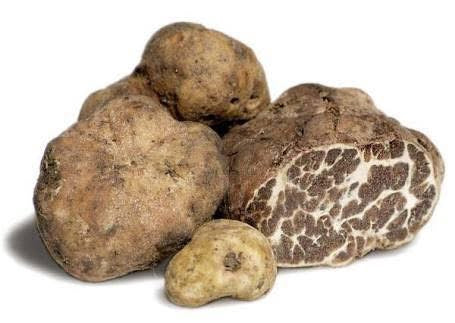 Spring White Truffle (Borchii / Bianchetto)